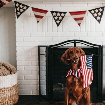 Keep your dog safe on July 4th. #Tbsprop #ForRent #chicago #lifestyle #apartment #familyPhoto by Camylla Battani on Unsplash