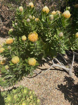 Protea garden