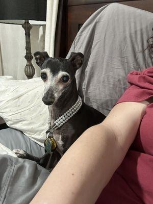 Guilty Italian greyhound