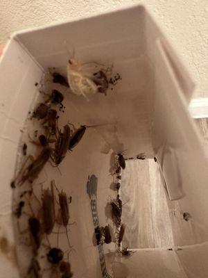 Roaches in a trap