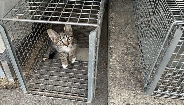 stray kitten trap training for future TNR