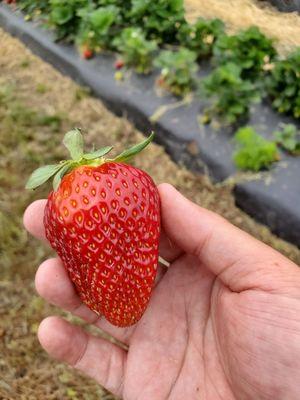 Huge strawberry