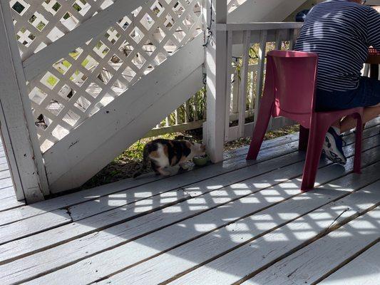 Sweet cat on porch