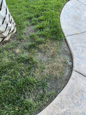 Should my lawn look like this after paying TruGreen for 18+ months?