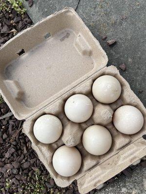 4/15/2023 duck eggs