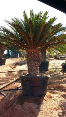 Large Sago Palm