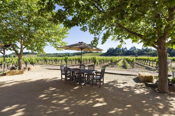 Picnic In The Vineyard With Us!