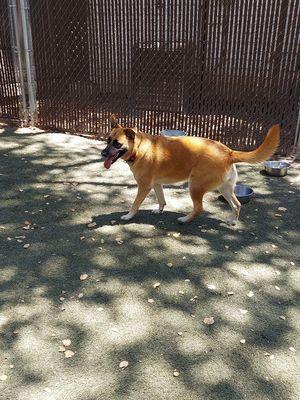 My dog while at the daycare/boarding