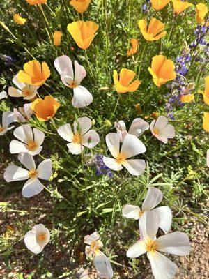 Wild flowers in bloom in the spring