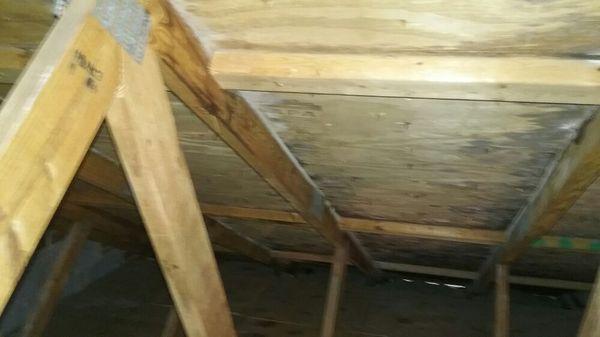 Mold in attic