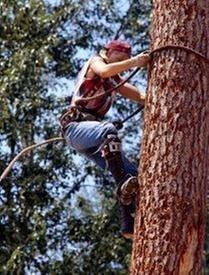 Top Notch Tree Service