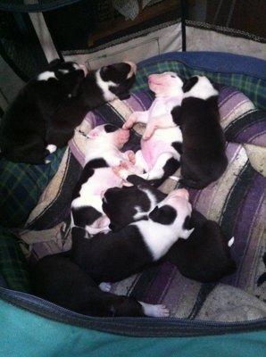 A healthy batch of little barking piggies hee.. - Border-Bulls / fantastic breed