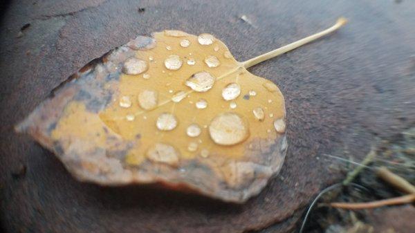 A dreary, cloudy day.  An inch and a half long leaf on the ground with raindrops reflecting light.  See the beauty, even on a Monday.