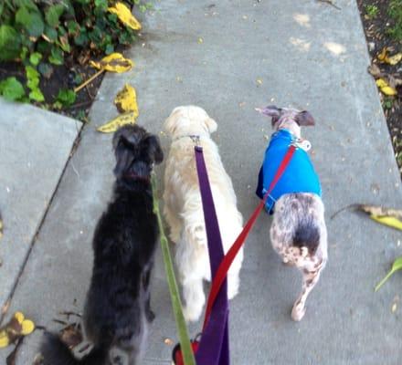 My doggies Moxy and Zeb with JD out on a walk together.