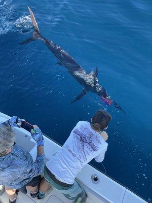 Very Rare: Blue Marlin!