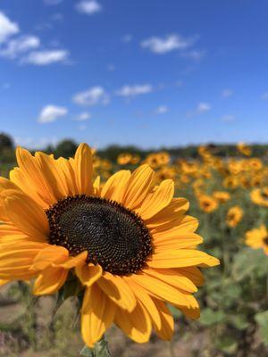 Sunflower field.