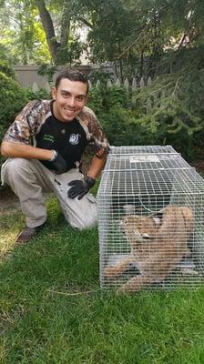 Kevin Jr (aka Kritter Kowboy), caught an adult bobcat living underneath the kids playhouse in the Broadmoor.