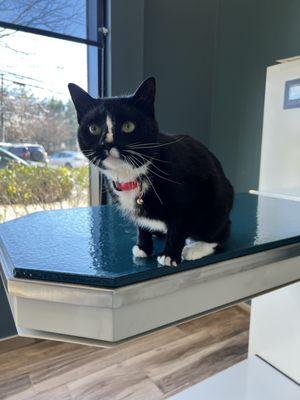 My cat patiently waiting for her vaccine