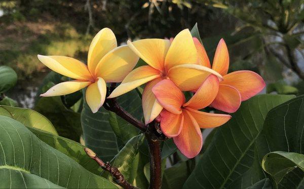 Brad's Buds and Blooms