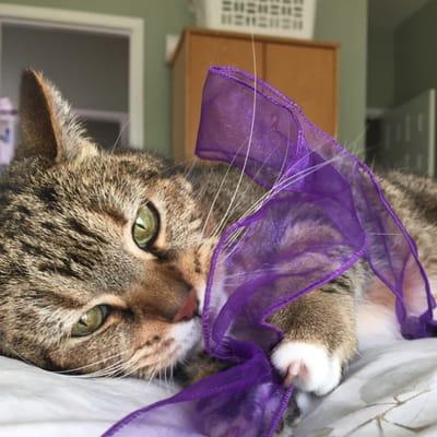 Daisy, just cuddling with some purple ribbon!