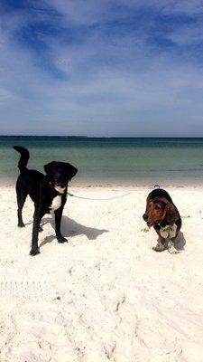 Moose with his little brother Denver