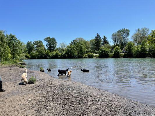 Dog "beach" gets muddy though