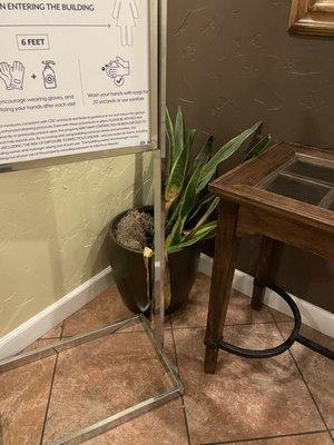 Dead plants in the lobby? Not a good sign.