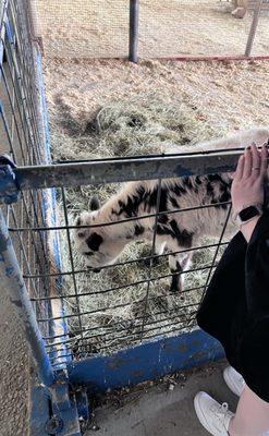 Baby Cow Named "Eclipse"