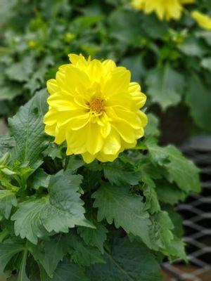 Yellow Dahlia