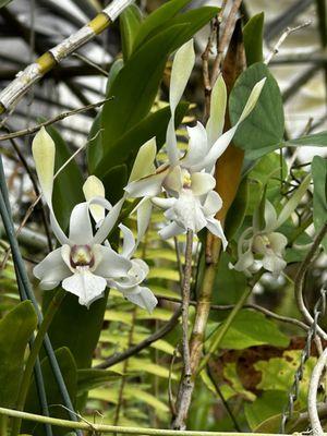 Antelope dendrobium