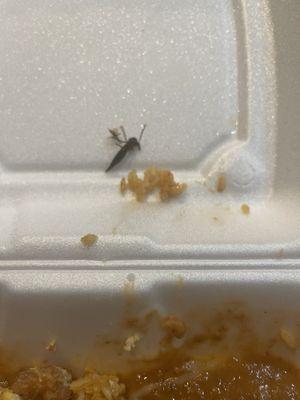 The biggest most visible bug I've ever seen in restaurant food.