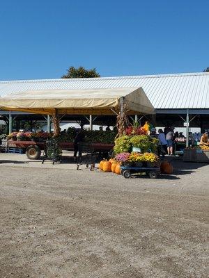 Many different colors and Pot Container sizes of Chrysanthemums.  9/21/2024