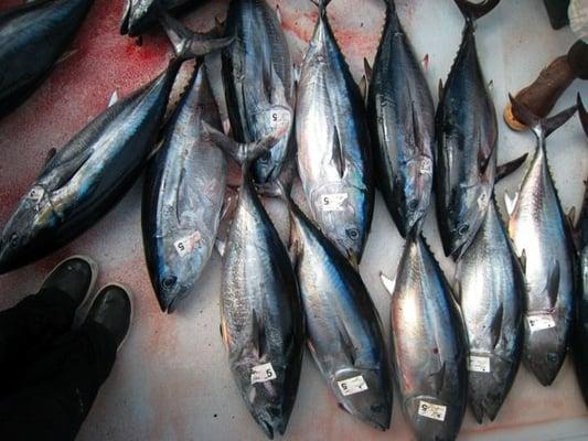 Our catch: 11 bluefins