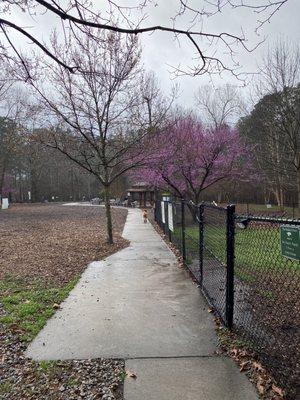 Rain in the dog park