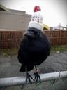 Photo of Just A Crow In A Hat ..