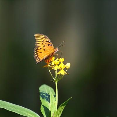 photo of Donna C.