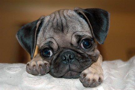 photo of Cutepug C.