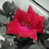 Photo of Rose2AThorn ..