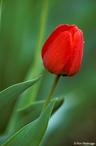 Photo of redtulip s.