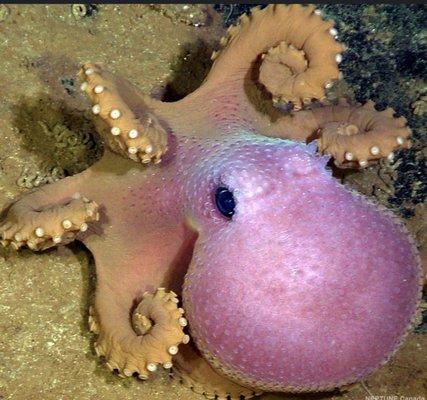 photo of Woketopus R.