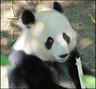 Photo of Panda B.