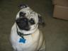 Photo of Pug O.