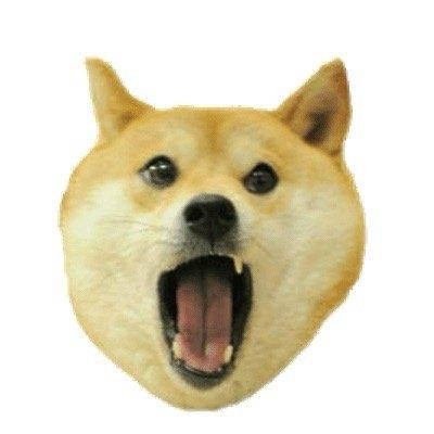 photo of Doge _.