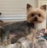 Photo of Yorkie M.