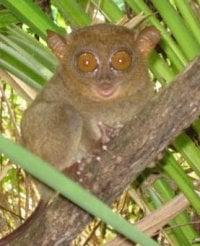 photo of Tarsier L.