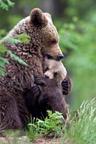 Photo of Baby Bear H.