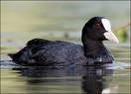 photo of Old Coot L.