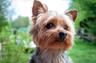 Photo of Yorkie N.