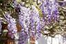 Photo of Wisteria S.