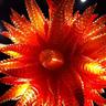 Photo of Chihuly B.